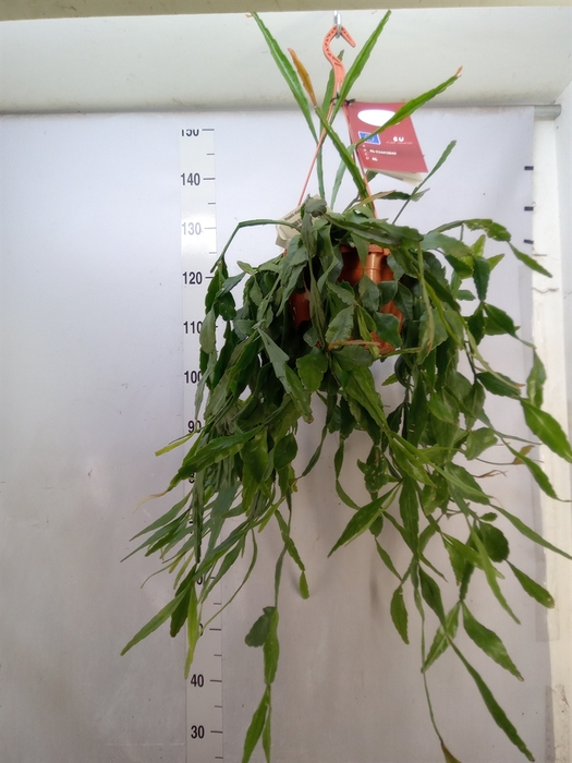 Rhipsalis elliptica