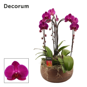 Terra cascade 3 tak symphony purple (Deco-collection)