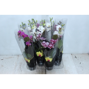 PHALAENOPSIS MINI P09 2 HT PREMIUM