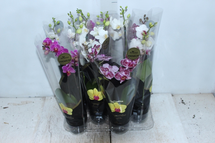 <h4>PHALAENOPSIS MINI P09 2 HT PREMIUM</h4>