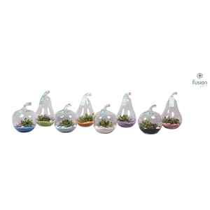 Peer en Appel glas met Succulenten