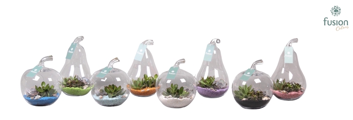 <h4>Peer en Appel glas met Succulenten</h4>