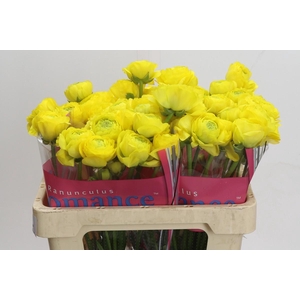 Ranunculus Romance Kitila