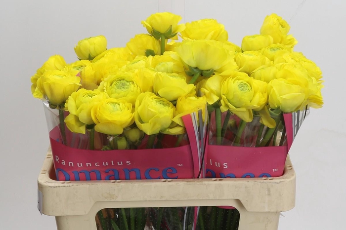 <h4>Ranunculus Romance Kitila</h4>