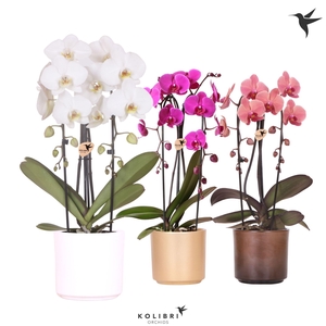 Kolibri Orchids Phalaenopsis Cascade Niagara Fall mix 2 spike in Simplicity pot gold mix