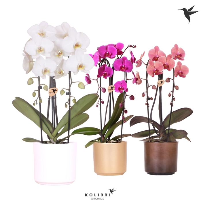 <h4>Kolibri Orchids Phalaenopsis Cascade Niagara Fall mix 2 spike in Simplicity pot gold mix</h4>