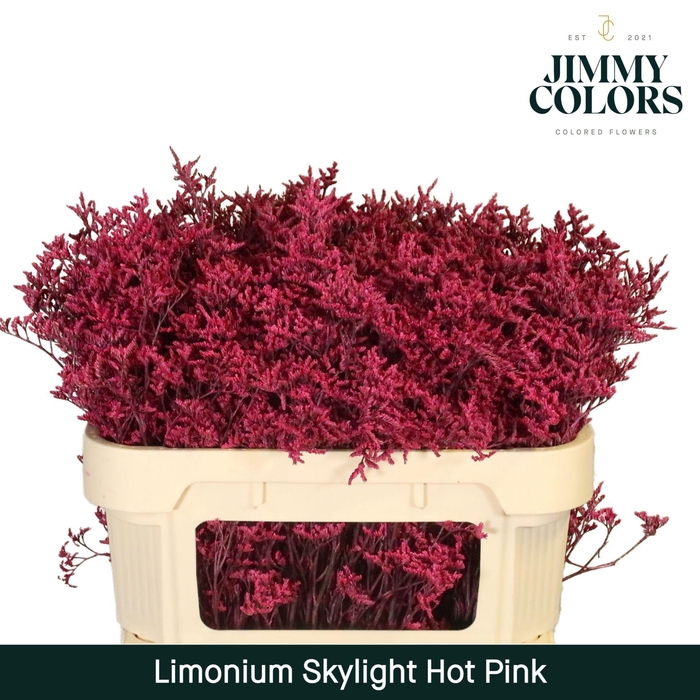 <h4>Limonium Skylight L70 Hot Pink</h4>