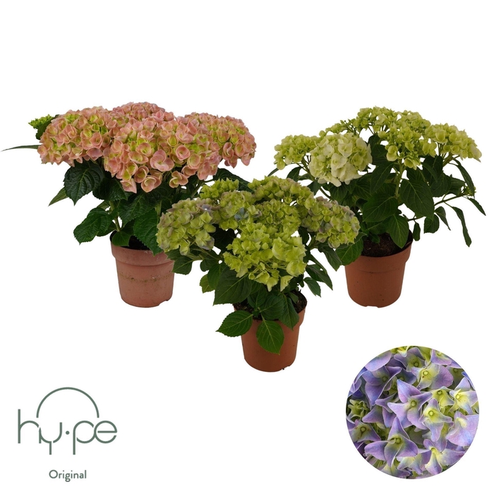<h4>Hydrangea macr. gemengd</h4>