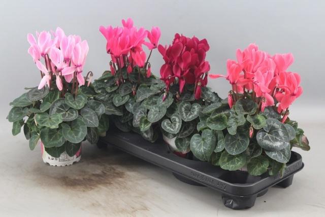 <h4>CYCL GR SUP XL</h4>