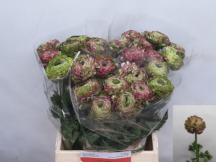 <h4>RAN PON PON MALVA</h4>