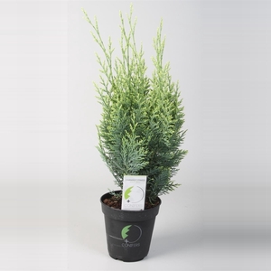 Chamaecyparis lawsoniana 'White Spot' P13