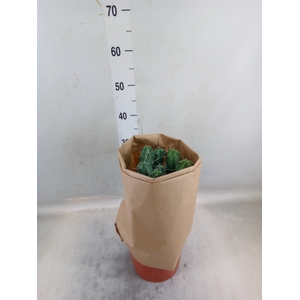 Cactus   ...mix