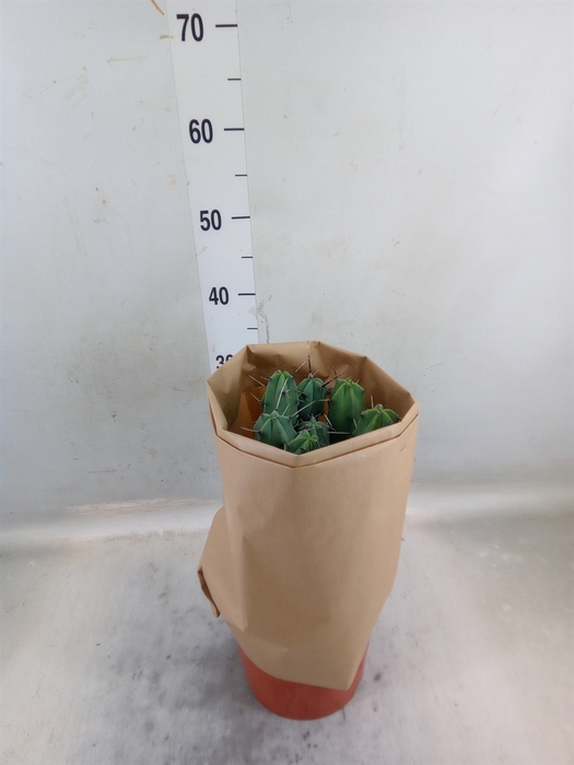 <h4>Cactus   ...mix</h4>