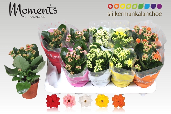 <h4>KAL GE GEM 5 KL</h4>