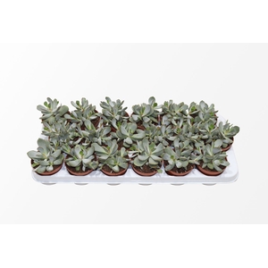 Adromischus Chocolyne