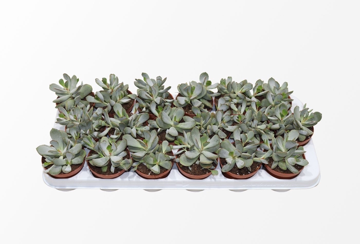 Adromischus Chocolyne