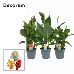 Canna Mix (Decorum)