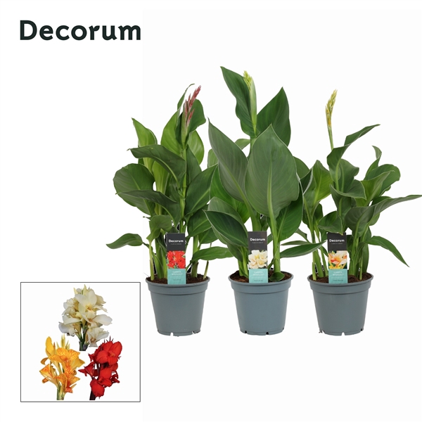 <h4>Canna Mix (Decorum)</h4>