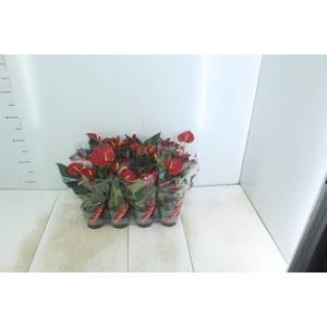 ANTHURIUM RED SUCCESS P09