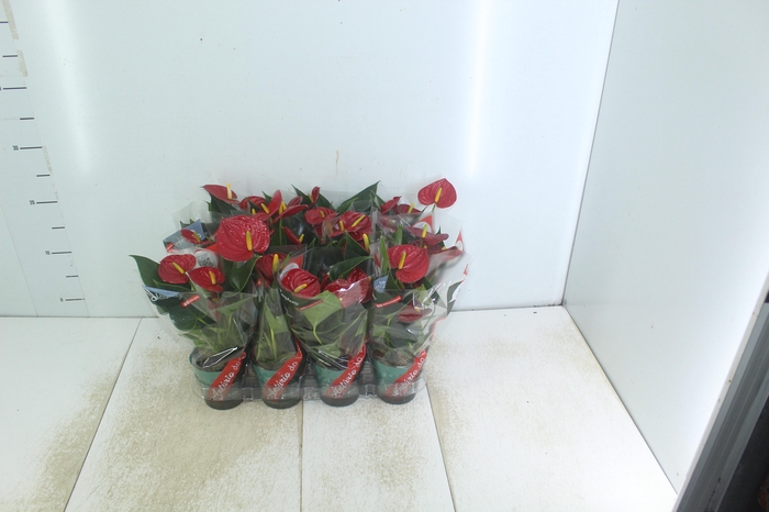 <h4>ANTHURIUM RED SUCCESS P09</h4>