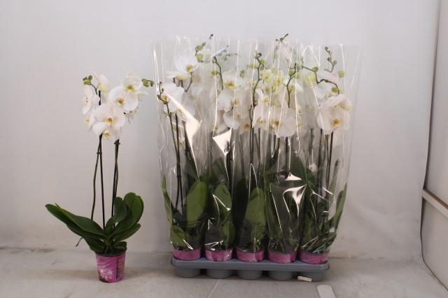 <h4>PHAL OV WIT</h4>