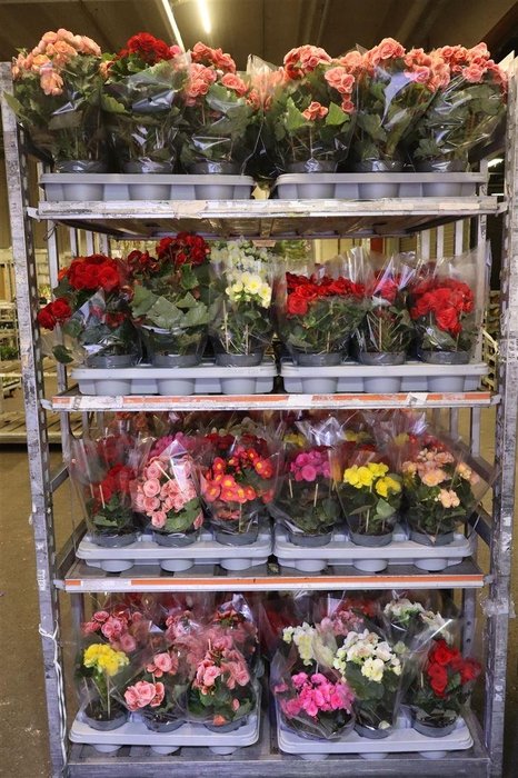 <h4>Beg Du Mixk</h4>