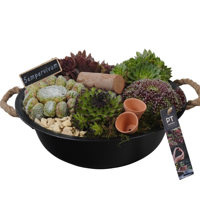 <h4>Arr.  Sempervivum L%</h4>