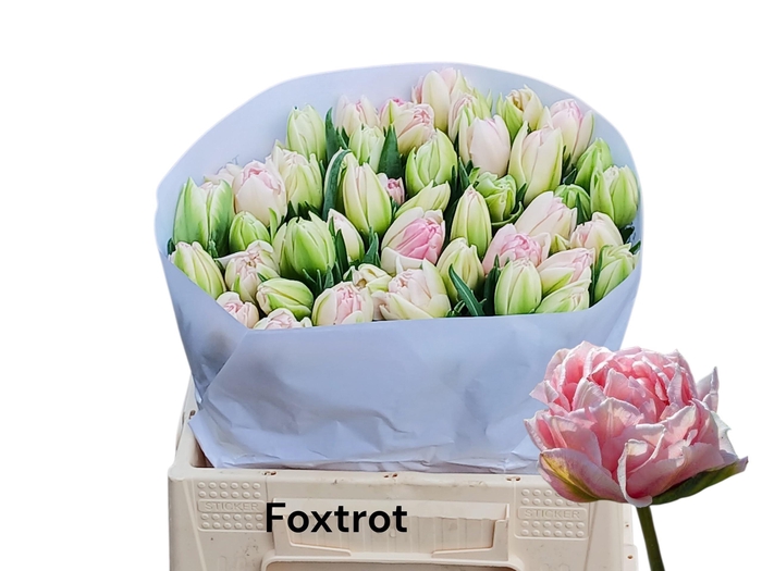 <h4>TU DU FOXTROT</h4>