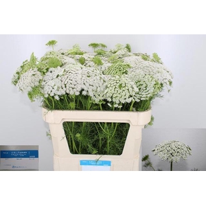 AMMI VIS CASABLANCA