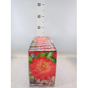 Dahlia   ...flowerbulbs
