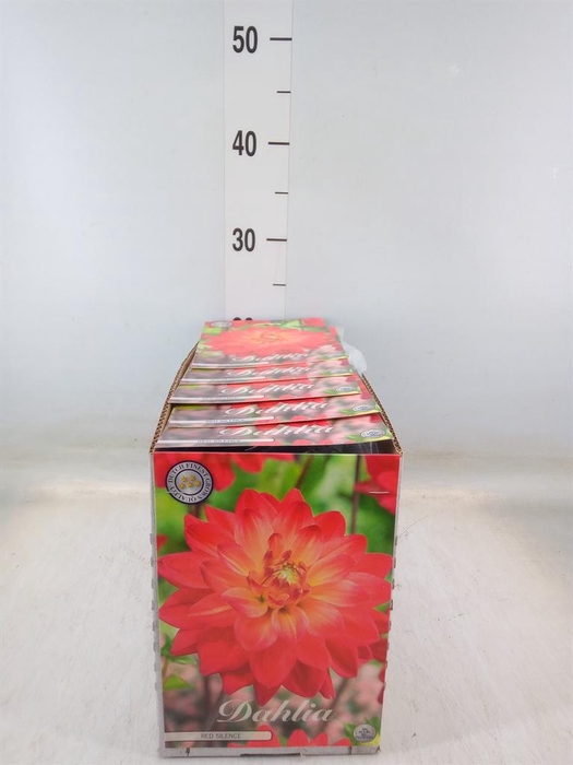 <h4>Dahlia   ...flowerbulbs</h4>