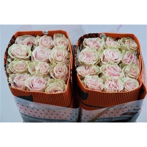 R GR PINK MONDIAL