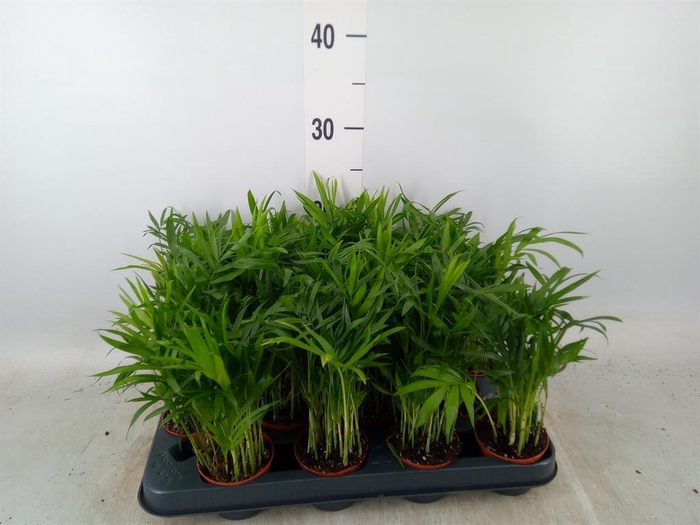 <h4>Chamaedorea elegans</h4>