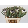 Protea Barbigera Snow Leopard