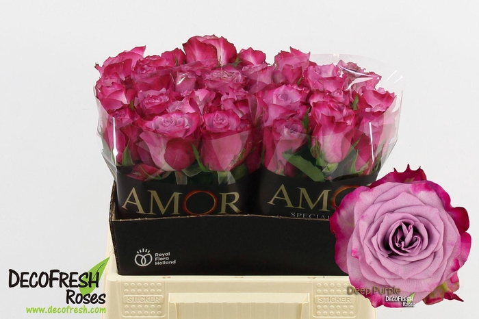 <h4>R Gr Deep Purple</h4>