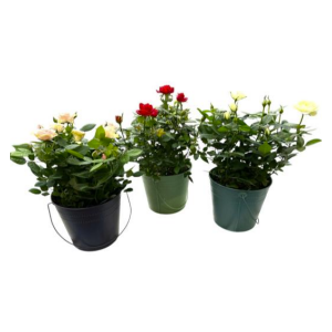 M13 ROSIER XXL P17 MIX SEAU EN ZINC