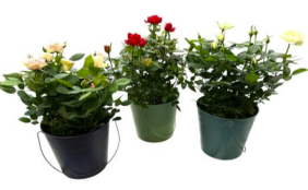 M13 ROSIER XXL P17 MIX SEAU EN ZINC