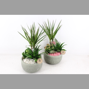 arr2 PL - Ker. bolpot groen Dracena - wit/roze