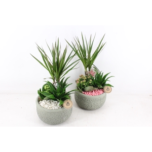 arr2 PL - Ker. bolpot groen Dracena - wit/roze