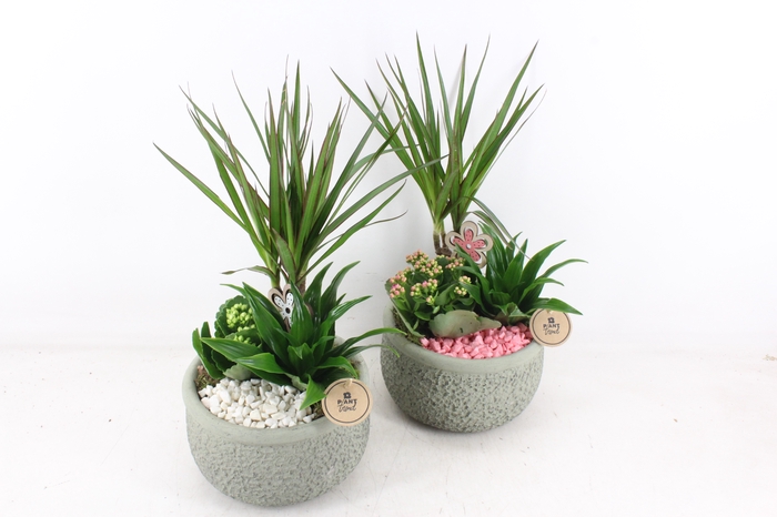 <h4>arr2 PL - Ker. bolpot groen Dracena - wit/roze</h4>
