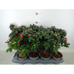 Rhododendron sim.   ...