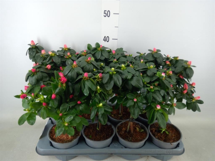 <h4>Rhododendron sim.   ...</h4>