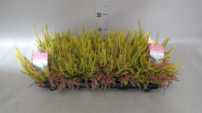 <h4>Calluna vulg. ...</h4>
