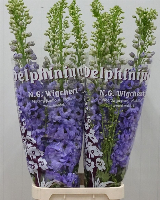 <h4>Delph El Dewi Black Pearl</h4>