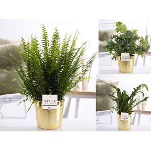 Varens gemengd in P&PURE Laryssa ceramics shiny gold