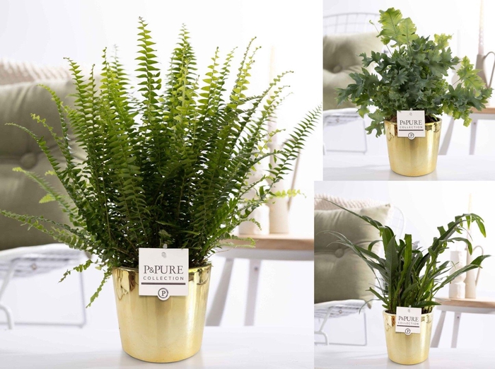 <h4>Varens gemengd in P&PURE Laryssa ceramics shiny gold</h4>