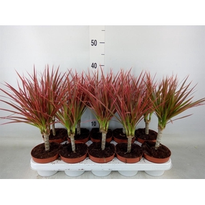 Dracaena marg. 'Colorama'