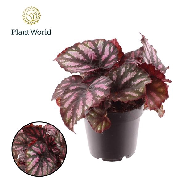 Begonia blad Rex Grp Magic Colours Rumba