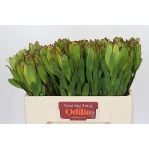 Leucadendron Goldstrike