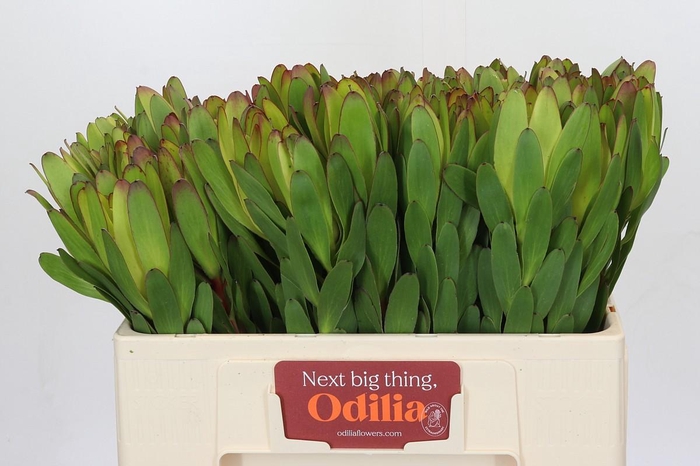 <h4>Leucadendron Goldstrike</h4>